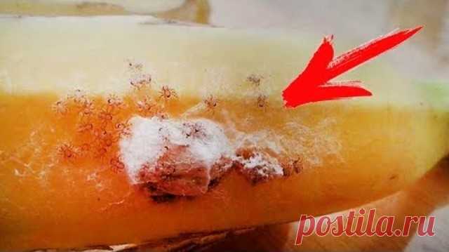 Увидите что-то подобное на бананах — не трогайте ни в коем случае! И вот почему….