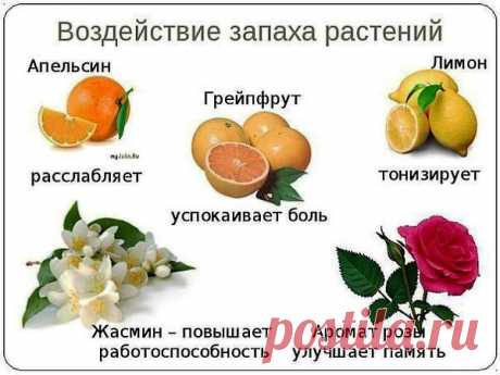 ЗОЖ - народная медицина, рецепты, травы | ВКонтакте