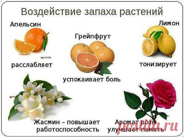 ЗОЖ - народная медицина, рецепты, травы | ВКонтакте