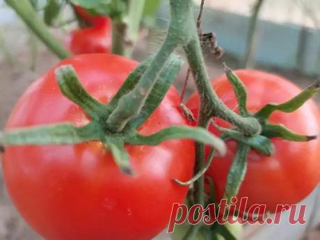 Почему одни томаты остаются вкусными неделями, а другие портятся за дни: ученые провели исследование. Свежие исследования переворачивают привычные представления о хранении томатов.