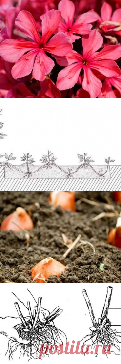 Каталог садовых цветов: все о выращивании, посадке и уходе