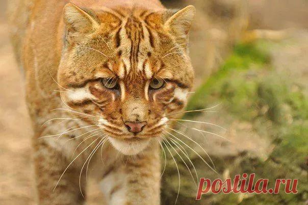 страницы которые создавались константина валерьевича сосницкого краснодар: 10 тыс изображений найдено в Яндекс.Картинках