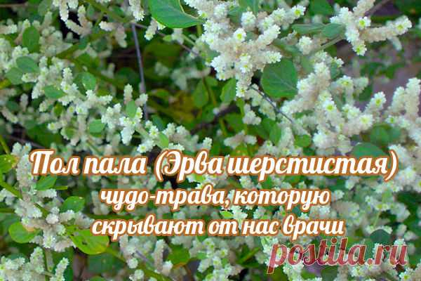 Пол-пала: домашний «хирург без скальпеля»