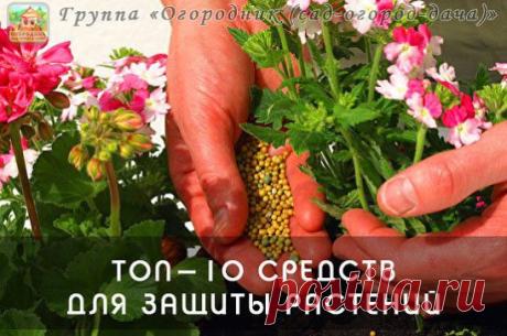 ТОП-10 СРЕДСТВ ДЛЯ ЗАЩИТЫ РАСТЕНИЙ
1. Дегтярное и серно-дегтярное мыло хорошо добавлять в отвары и настои трав против вредителей и болезней, т.к. обеспечивают хорошее прилипание и обладают свойствами отпугивать вредителей. Серно-дегтярное еще и неплохо действует на грушевую галлицу, если она только-только появилась. 
2. Йод аптечный – отличное средство для опрыскивания земляники перед цветением. Он способствует активному росту земляники и защищает ее от болезней. Рецепт ра...