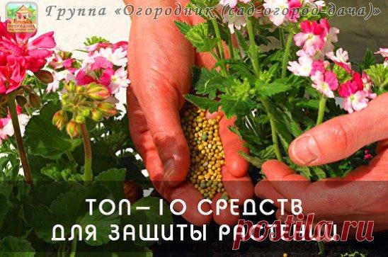 ТОП-10 СРЕДСТВ ДЛЯ ЗАЩИТЫ РАСТЕНИЙ
1. Дегтярное и серно-дегтярное мыло хорошо добавлять в отвары и настои трав против вредителей и болезней, т.к. обеспечивают хорошее прилипание и обладают свойствами отпугивать вредителей. Серно-дегтярное еще и неплохо действует на грушевую галлицу, если она только-только появилась. 
2. Йод аптечный – отличное средство для опрыскивания земляники перед цветением. Он способствует активному росту земляники и защищает ее от болезней. Рецепт ра...
