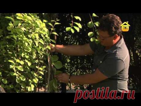 "Живая" беседка | Дачное видео: первый интернет-канал о Даче и Доме