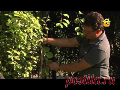 "Живая" беседка | Дачное видео: первый интернет-канал о Даче и Доме