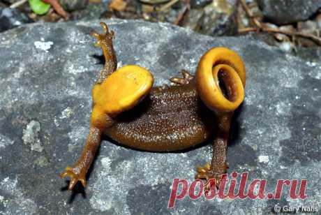 тритоны фото - 91 тыс. картинок. Поиск Mail.Ru
так пугает врагов ядовитый желтобрюхий питон
