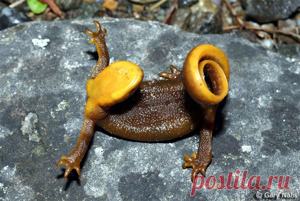 тритоны фото - 91 тыс. картинок. Поиск Mail.Ru
так  пугает врагов ядовитый желтобрюхий питон