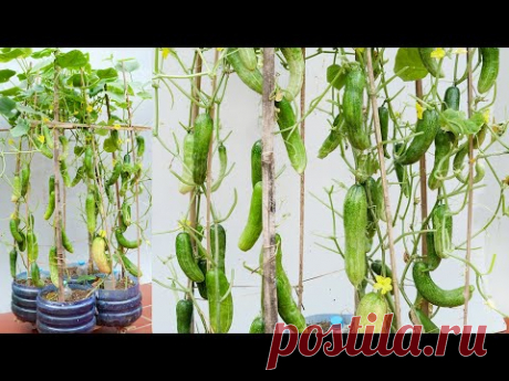 Growing Cucumbers at Home doesn't take up space and produces much fruit - YouTube