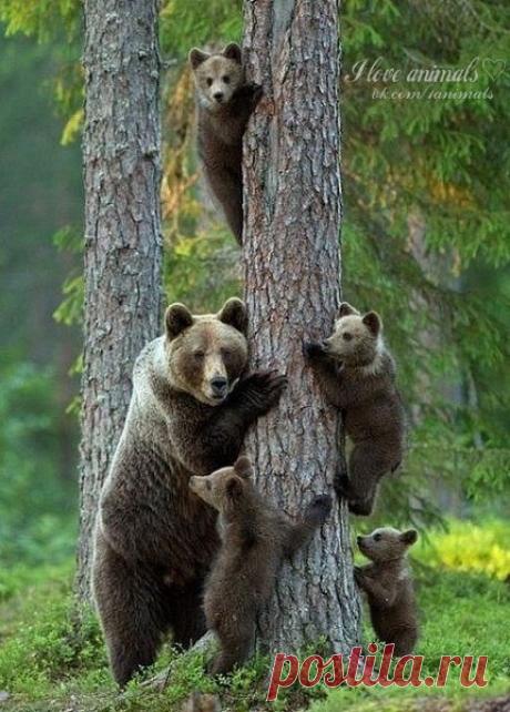 С любовью к животным