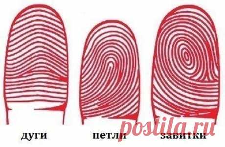 Характер по узорам отпечатков пальцев! » Женский Мир