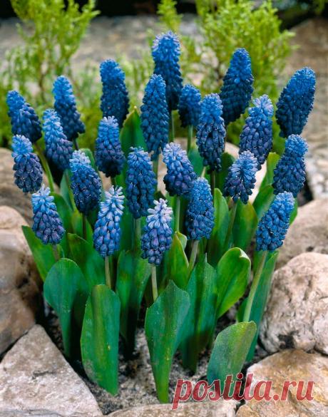 Многолетний садовый цветок Мускари (Muscari). Луковичный многолетник высотой 12-20 см. Луковица пленчатая, 2-3 см в диаметре. Листья приземные узкие. Цветки душистые, мелкие - синие, голубые, фиолетовые, белые, собраны в кистевидное соцветие. Цветет в мае - июне.
