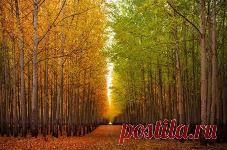 Геометрические чудеса природы на ферме Boardman Tree