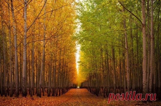 Геометрические чудеса природы на ферме Boardman Tree