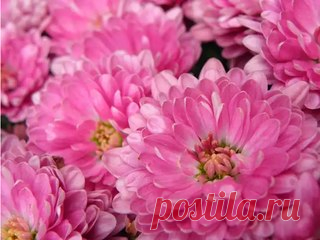 ХРИЗАНТЕМЫ. Советы по уходу и выращиванию.