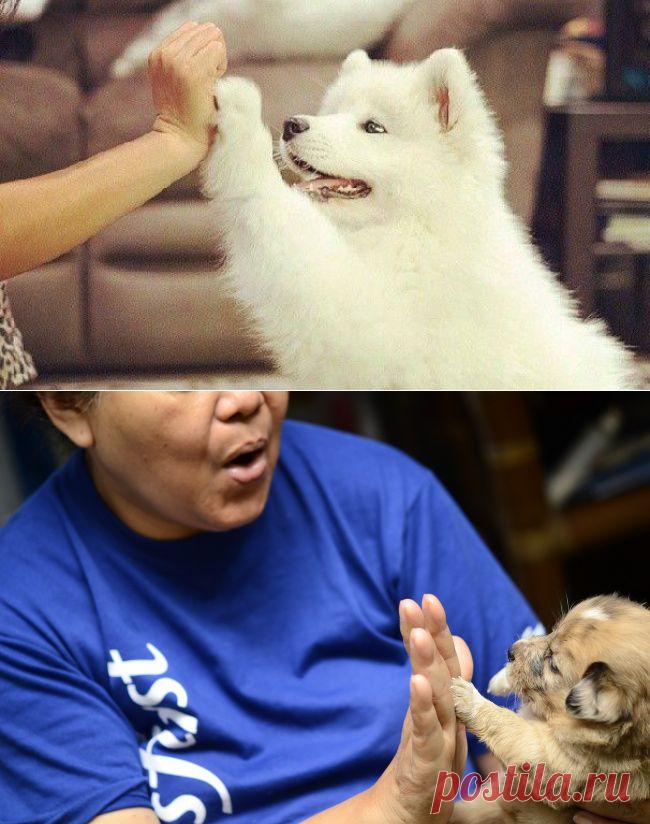 Дай пять! или научи собаку здороваться как бро