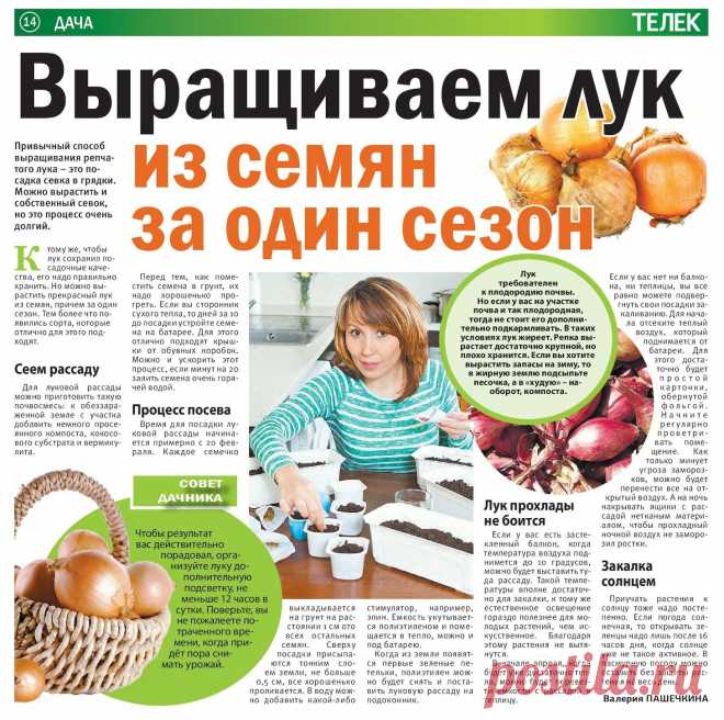 Выращиваем лук из семян за один сезон