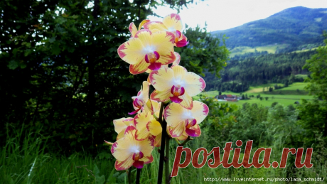 орхидея-фаленопсис