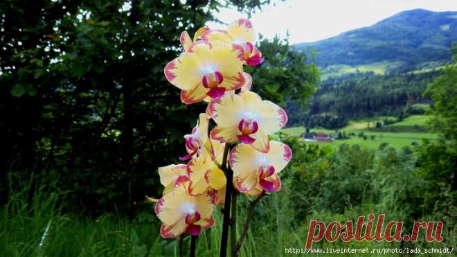 орхидея-фаленопсис