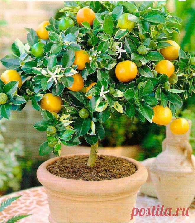 Комнатное растение Лимон (Citrus). Вечнозеленое лимонное деревце несложно вырастить из обычной лимонной косточки, однако вкусный плоды вызревают только у сортов, которые обычно приобретают в магазинах. Родина растения - территория Юго-Восточной Азии, однако в диком виде лимон в природе не встречается. Основные условия успешного культивирования в комнатных условиях - светлое проветриваемое помещение, надежный дренаж, регулярная подкормка и прохладная зимовка.