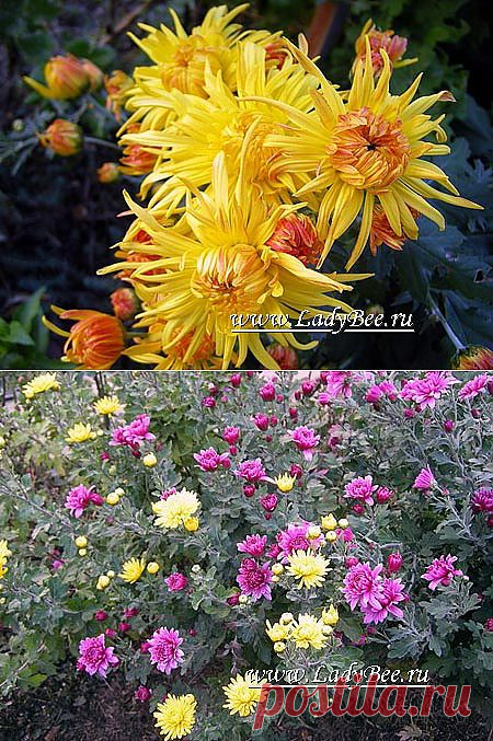 Хризантема (Chrysanthemum) - комнатные растения и цветы для сада: выращивание, местоположение, температура, полив, пересаживание, размножение, болезни и вредители