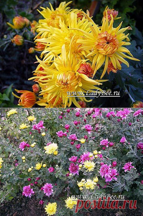 Хризантема (Chrysanthemum) - комнатные растения и цветы для сада: выращивание, местоположение, температура, полив, пересаживание, размножение, болезни и вредители
