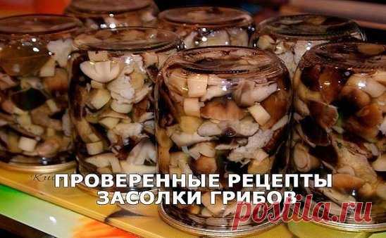 ПРОВЕРЕННЫЕ РЕЦЕПТЫ ЗАСОЛКИ ГРИБОВ
Сохраните, чтобы не потерять!
1. Засолка грибов — холодный способ.
Ингредиенты:
грибы (рыжики, черные и белые грузди, волнушки, сыроежки) — 1 кг
соль — 100 г
смородина — 10 – 12 листьев
вишня — 5 – 6 листиков
хрен — 2 листа
укроп — 2 зонтика
лавровый лист — 2 – 3 шт.
перец горошком — по вкусу
чеснок — по вкусу
Приготовление :
Грузди, волнушки или сыроежки вымыть и залить холодной водой на 5 – 6 ч. (Рыжики не вымачивают, а только промывают). На дно деревянн