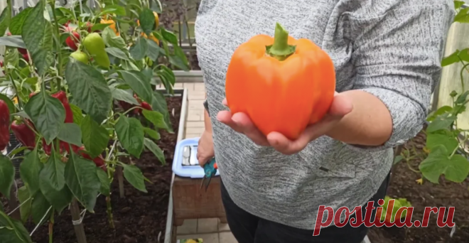 Мощная подкормка для перца от соседки, после которого кусты ломятся от урожая, а перец вырастает сладкий и мясистый  💗
Просматривайте этот и другие пины на доске Огород пользователя Татьяна.
Теги
Мощная подкормка для роста перца и томатов от соседской бабушки.
После такой подкормки перец вырастет как на дрожжах! #томаты #помидоры #перец #подкормка #удобрение #огород #дача #урожай
Просматривайте этот и другие пины на доске Дача пользователя Лариса.
Теги
В прошлом году лук у нас в огороде вырос …