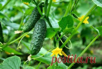 Чем подкармливать огурцы в теплице для хорошего роста и урожая