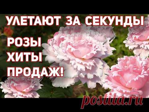 Самые востребованные сорта роз на весну 2022, продаются в первые секунды открытия каталогов!