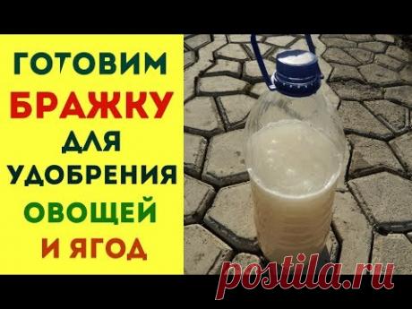 КАК ПРИГОТОВИТЬ ДРОЖЖЕВОЕ УДОБРЕНИЕ  СУПЕРПОДКОРМКА ДЛЯ РАСТЕНИЙ