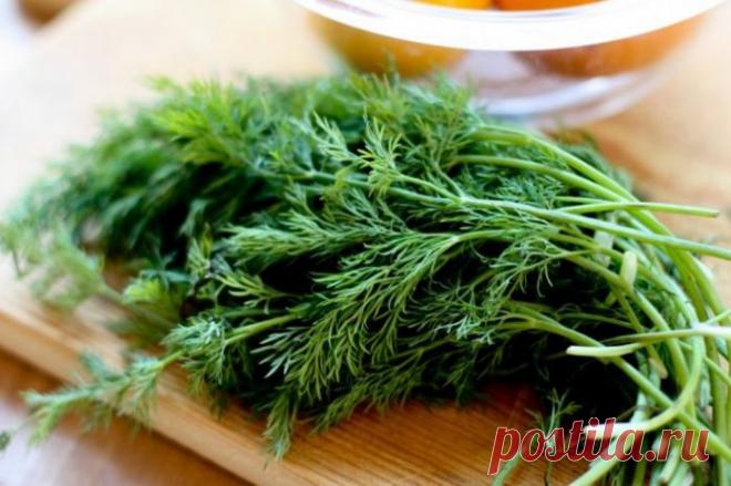 Волшебные свойства укропа