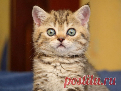 Котейка!.