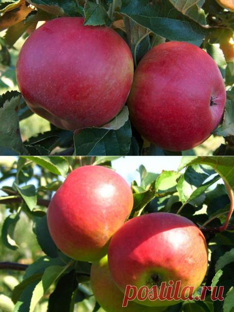 Самые популярные сорта яблок: летние, осенние, зимние | Огород без хлопот