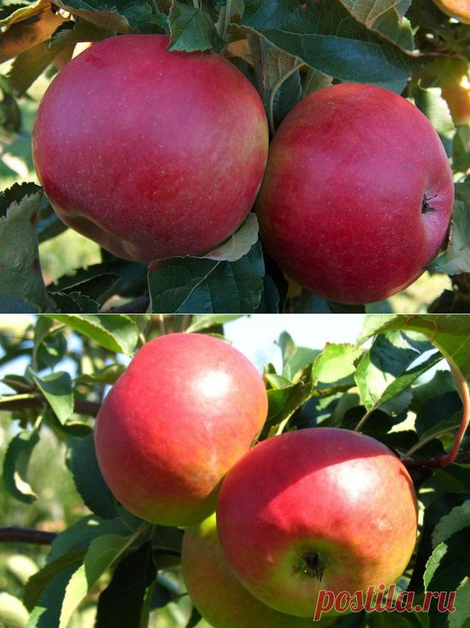 Самые популярные сорта яблок: летние, осенние, зимние | Огород без хлопот