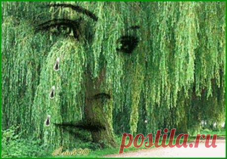 Ива — Литсайт.ру