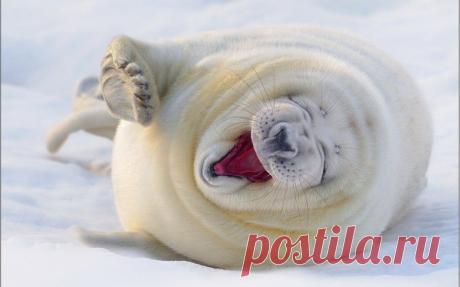 Wild Animals Life Pictures