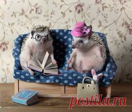#Knigomirie#Книгомирье#Ёжики