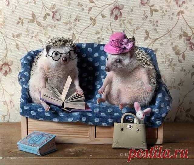 #Knigomirie#Книгомирье#Ёжики