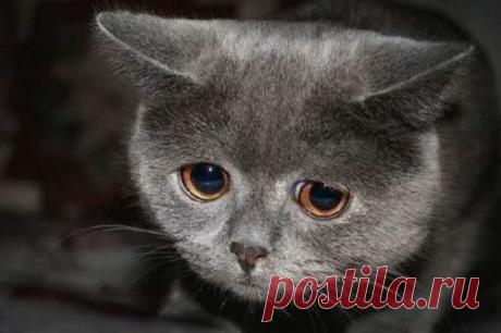 котики Поиск