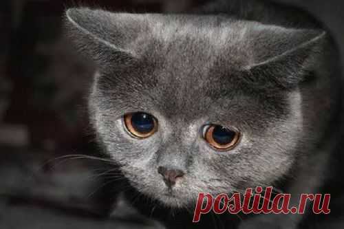 котики Поиск