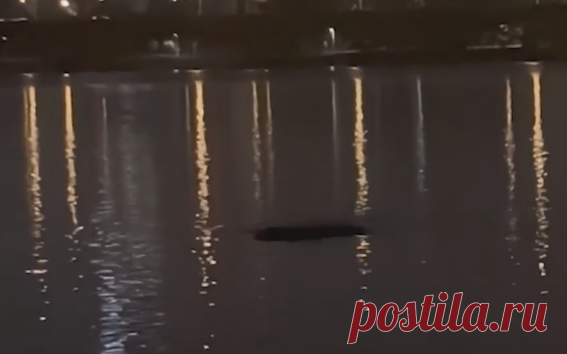 В Сеуле неизвестное 10-метровое существо напугало рыбака. Видео. Житель Сеула рыбачил посреди города неподалеку от здания Национального собрания (парламента) и заметил под водой «странное существо» — оно появилось внезапно и поплыло к нему, пока он стоял на берегу, пишет The Korea Herald.
