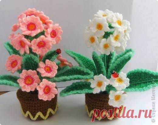 Flor Branca - Timeline Photos