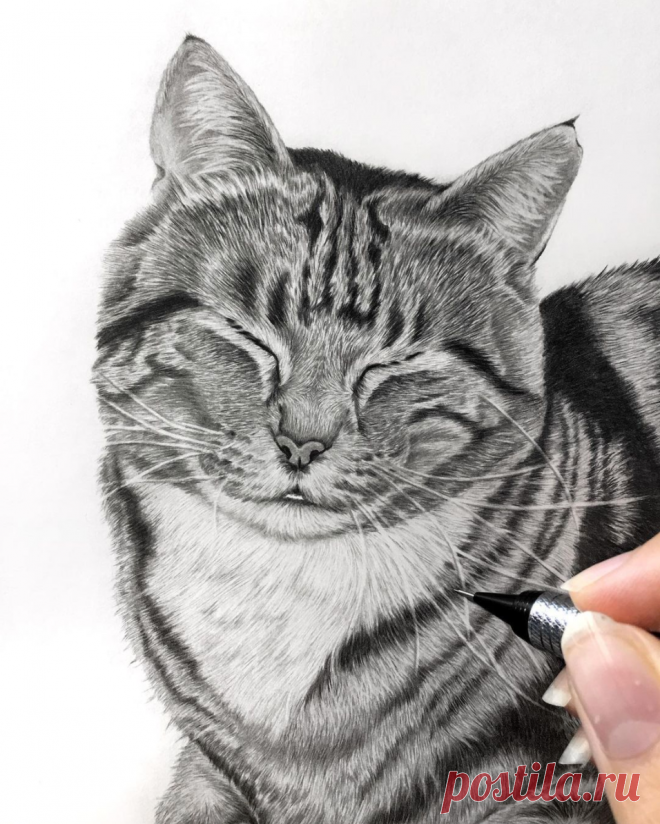 12 основных шагов, как рисовать животных