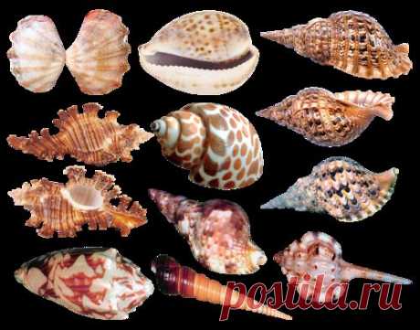 Морская тематика - картинки для творчества - клипарт на прозрачном фоне Seashells PNG