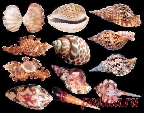 Морская тематика - картинки для творчества - клипарт на прозрачном фоне Seashells PNG