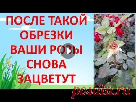КАК ОБРЕЗАТЬ РОЗУ ПОСЛЕ ЦВЕТЕНИЯ ЛЕТОМ чтобы снова зацвела. Обрезка роз летом. Как выращивать розы. МОЙ ВТОРОЙ КАНАЛ ЗДЕСЬ В ЭТОМ ВИДЕО Я ПОКАЗАЛ КАК ОБРЕЗАТЬ И КАК ПОДКОРМИТЬ РОЗУ ДЛЯ ПОВТОРНОГО МОЩНОГО ЦВЕТЕНИЯ. #сад #дача #розы ПРИЯТНОГО И ПОЛЕЗНО...