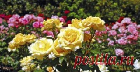 Уход за розами весной