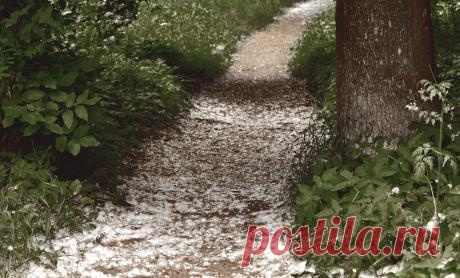 Пух тополя на тропе